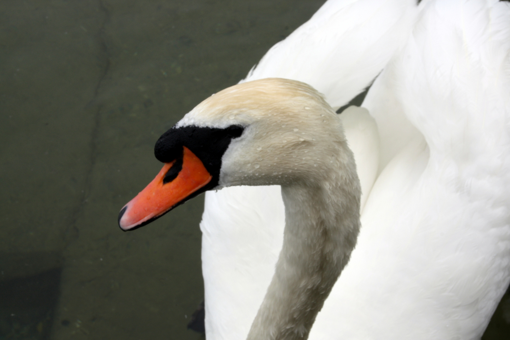 Schwan im Bodensee