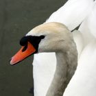 Schwan im Bodensee