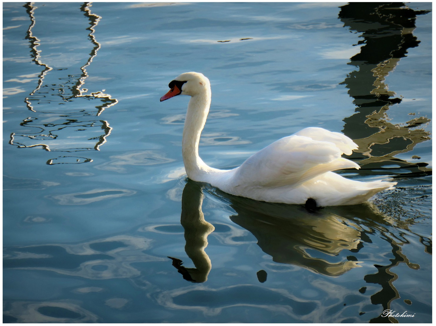 Schwan im Bootshafen