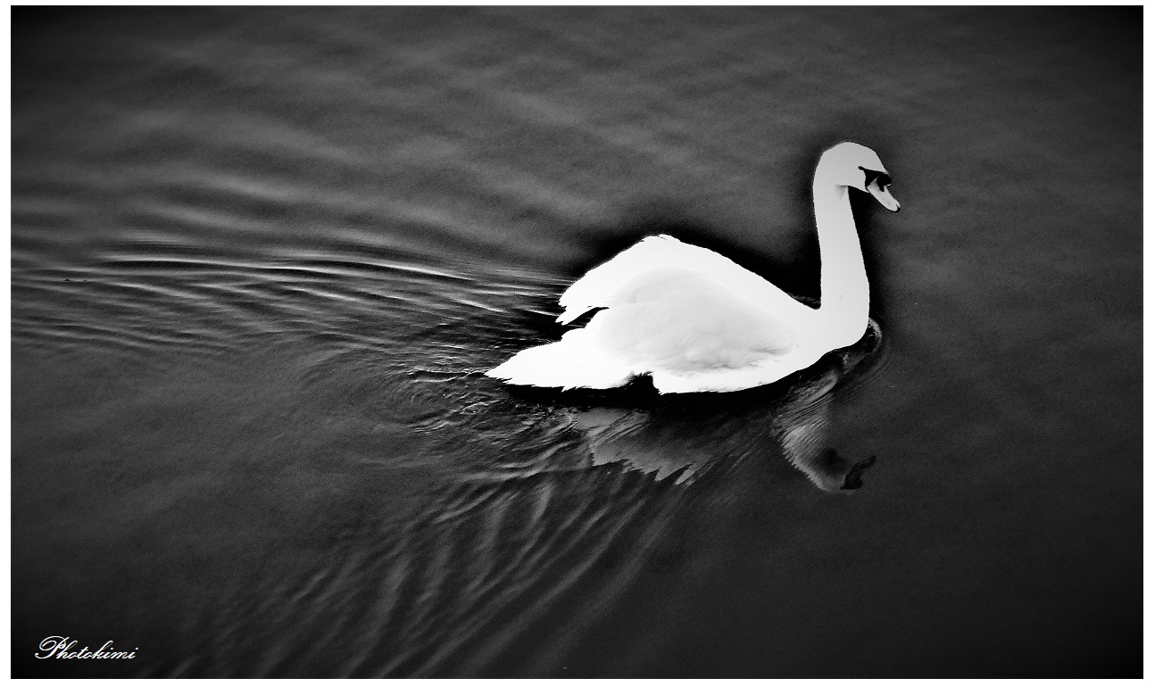 Schwan im Bootshafen/Rhein