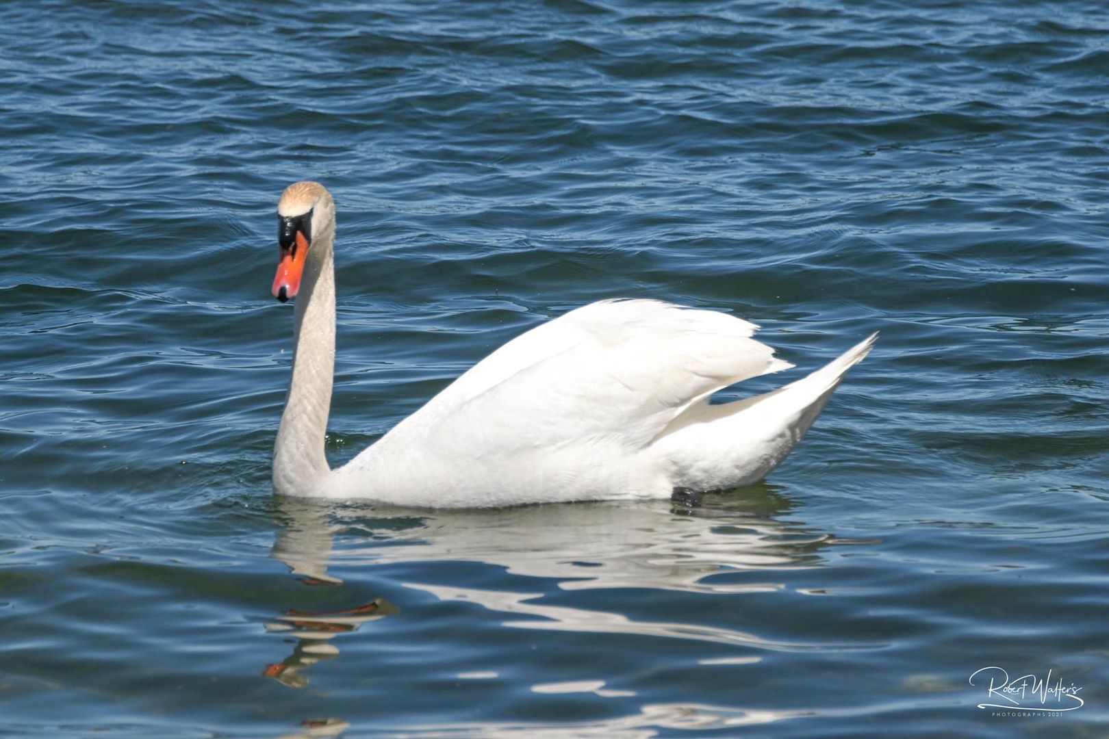 Schwan im Chiemsee