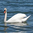 Schwan im Chiemsee