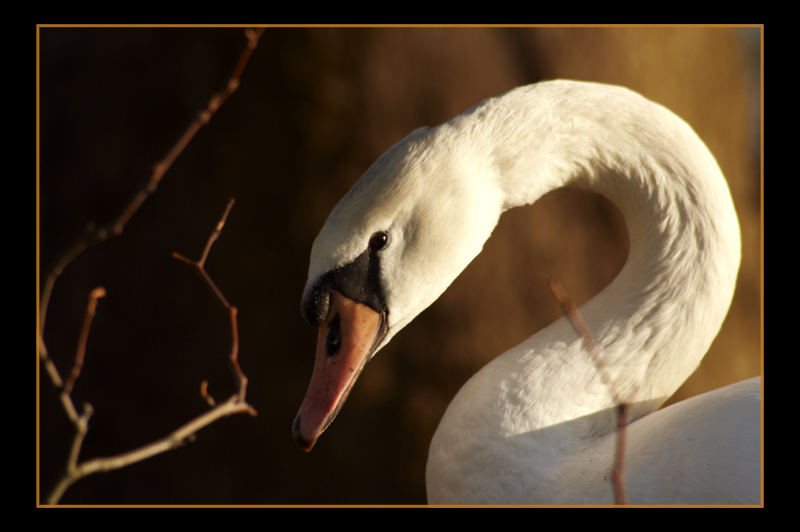 Schwan im Dämmerlicht