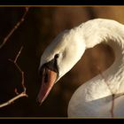 Schwan im Dämmerlicht