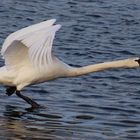 Schwan im Dauerlauf