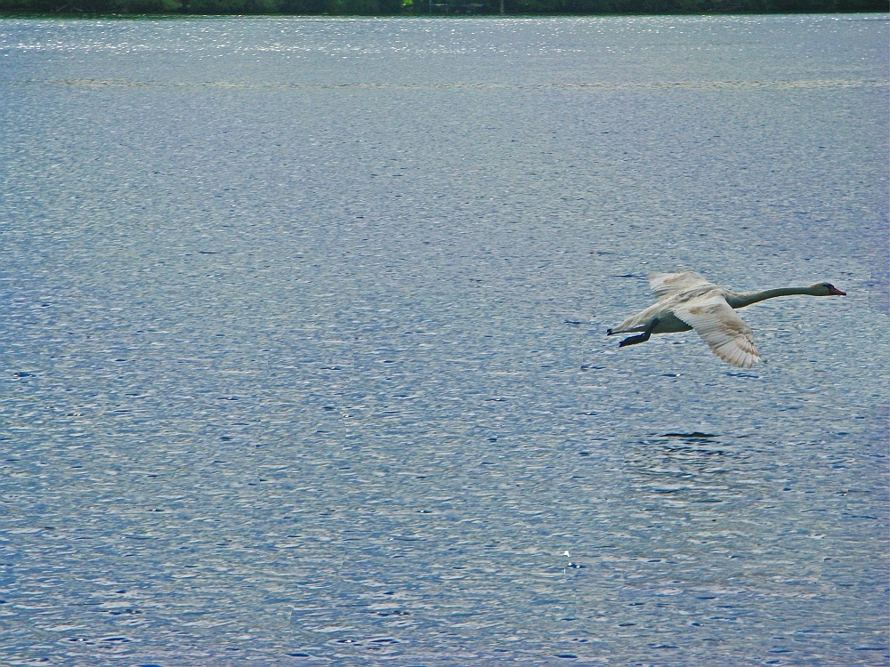 Schwan im direkten Endanflug ...