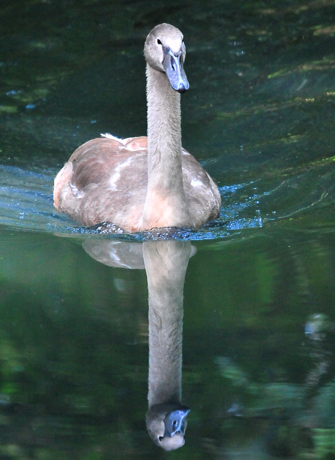 Schwan im Doppelpack !!!