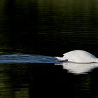 Schwan im dunklen See