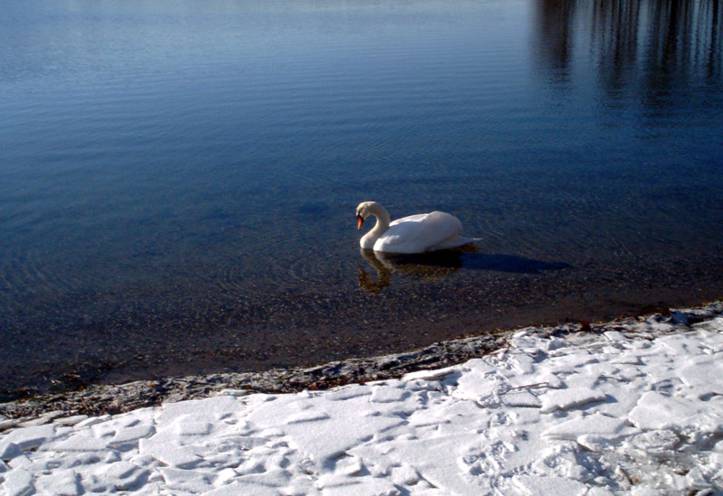 Schwan im Eis