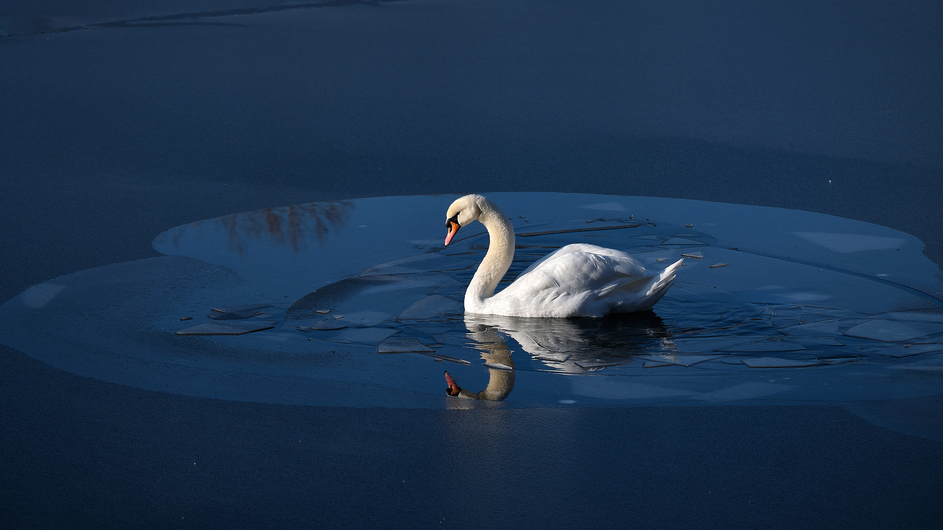 Schwan im Eis