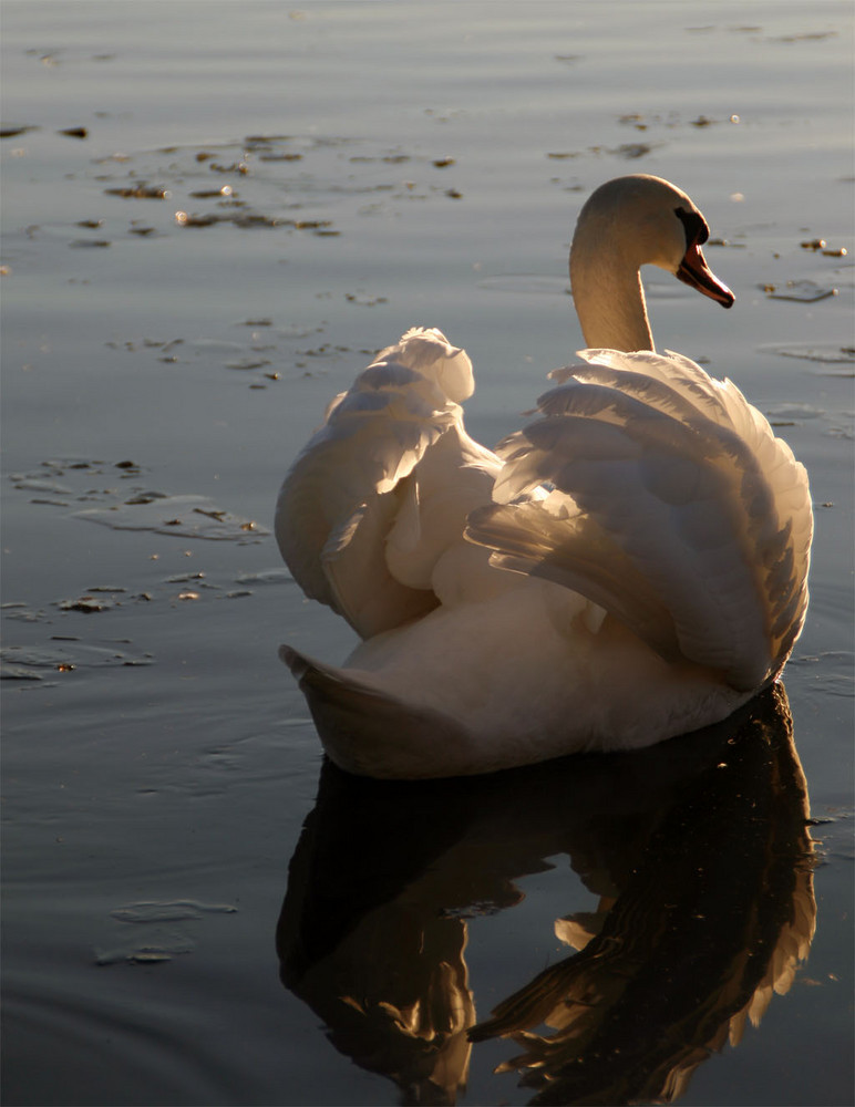 Schwan im Eis