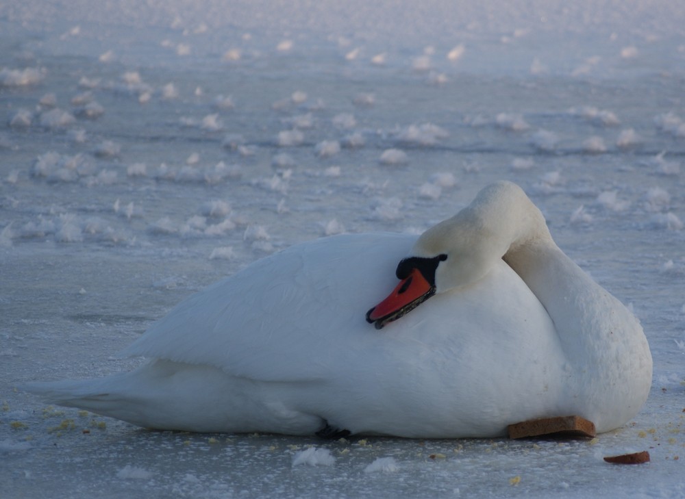 Schwan im Eis