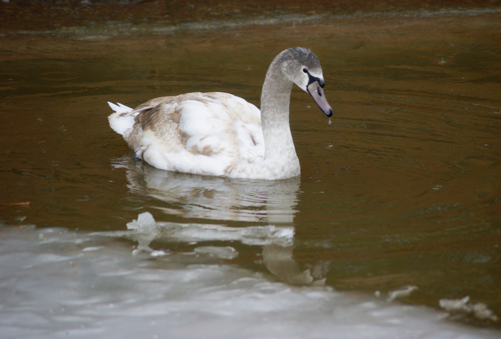 Schwan im Eiswasser