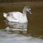 Schwan im Eiswasser