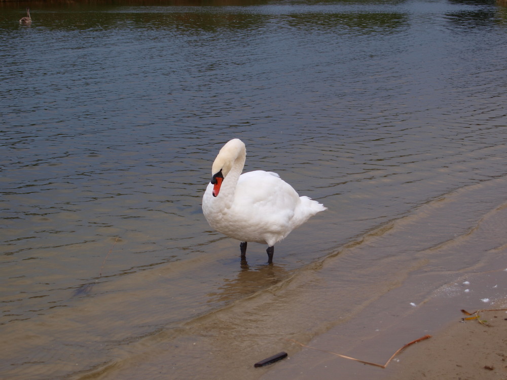 Schwan im Elburger Herbst