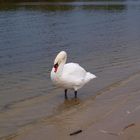 Schwan im Elburger Herbst