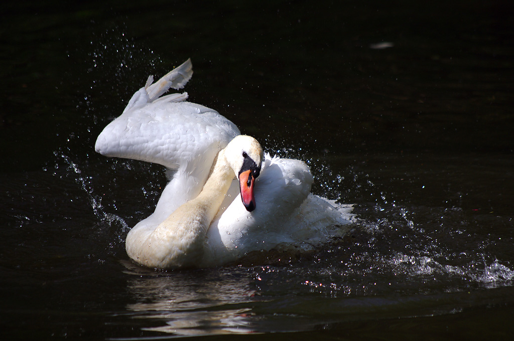 Schwan im Eppendorfer Moor Hamburg