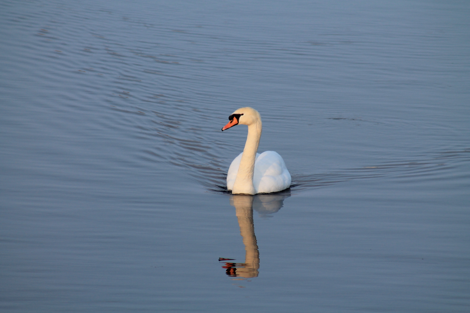 Schwan im Federsee