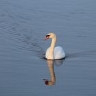 Schwan im Federsee