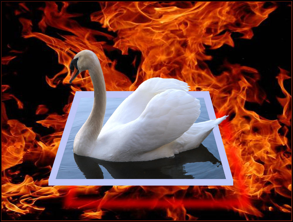 Schwan im Feuer