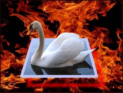 Schwan im Feuer