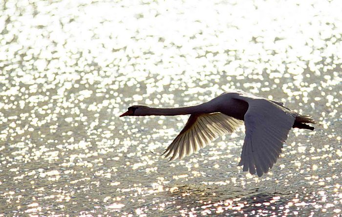 Schwan im Flug by Johann Emmerer