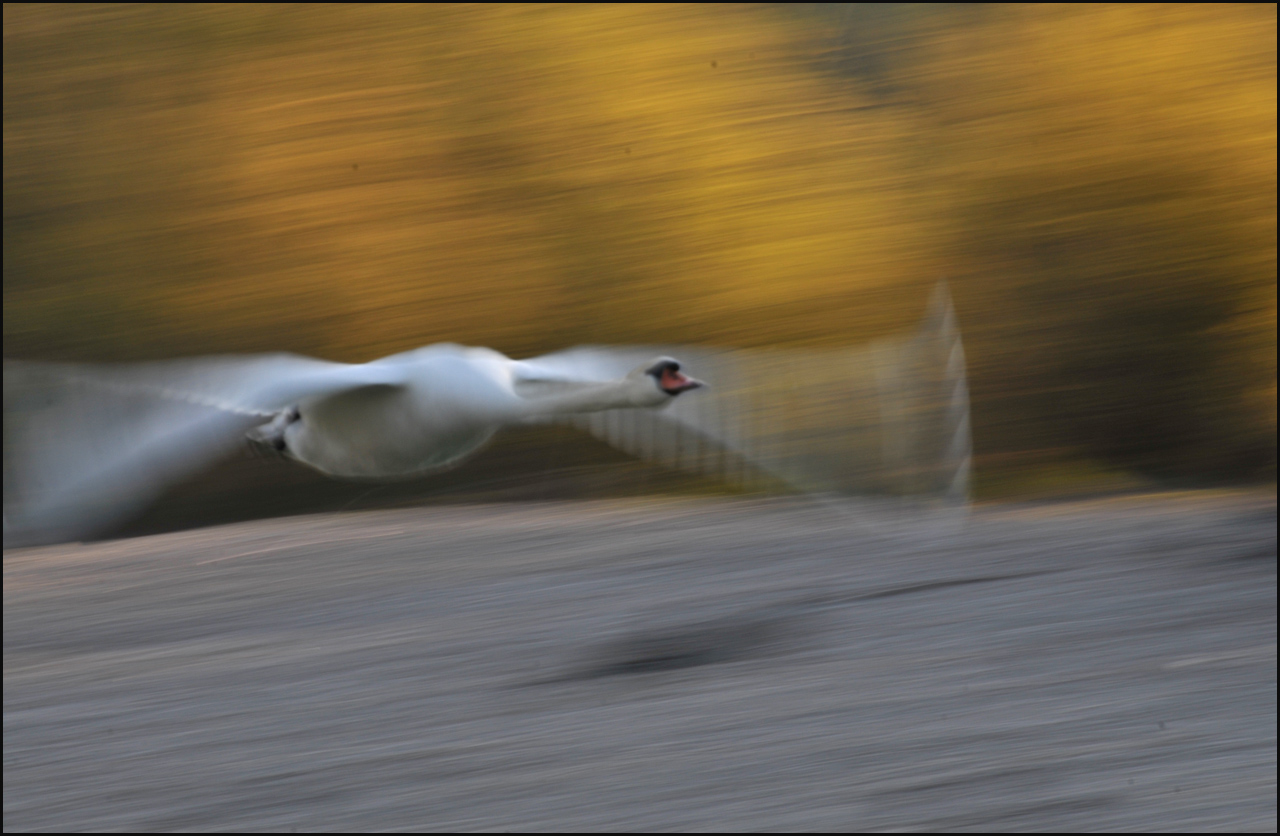 Schwan im Flug 1