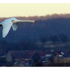 Schwan im Flug 2