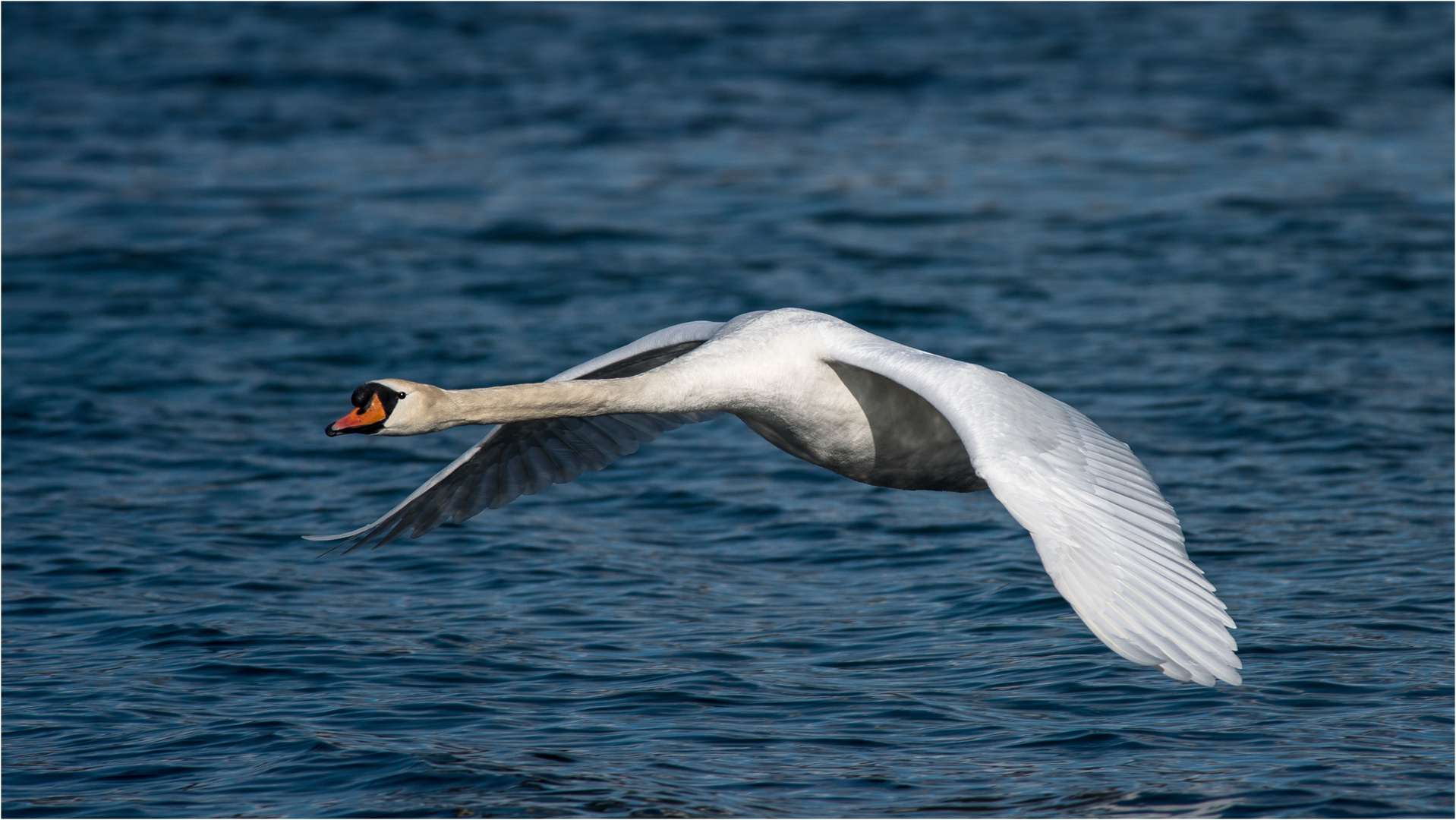 Schwan im Flug / 2