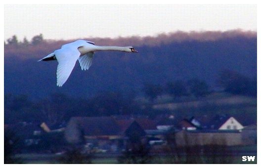 Schwan im Flug