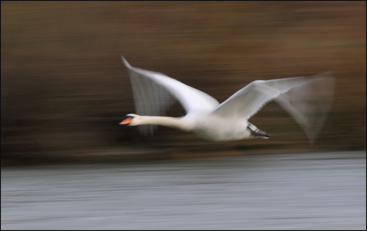 Schwan im Flug 5