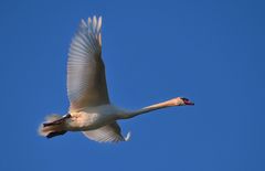 Schwan-im-Flug