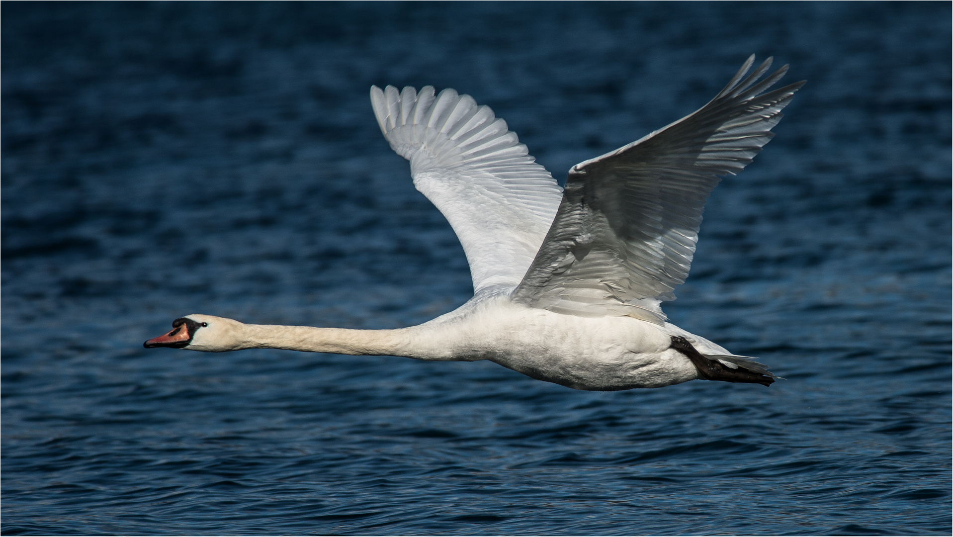 Schwan im Flug