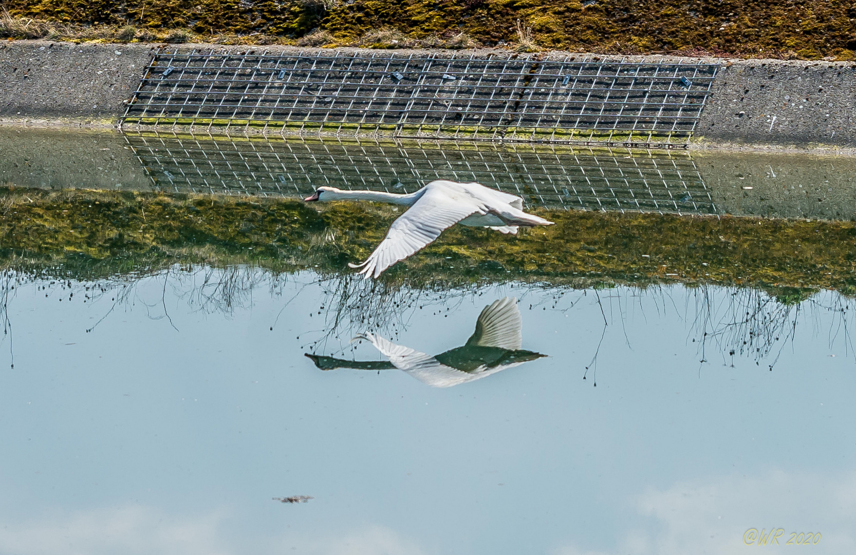 Schwan im Flug