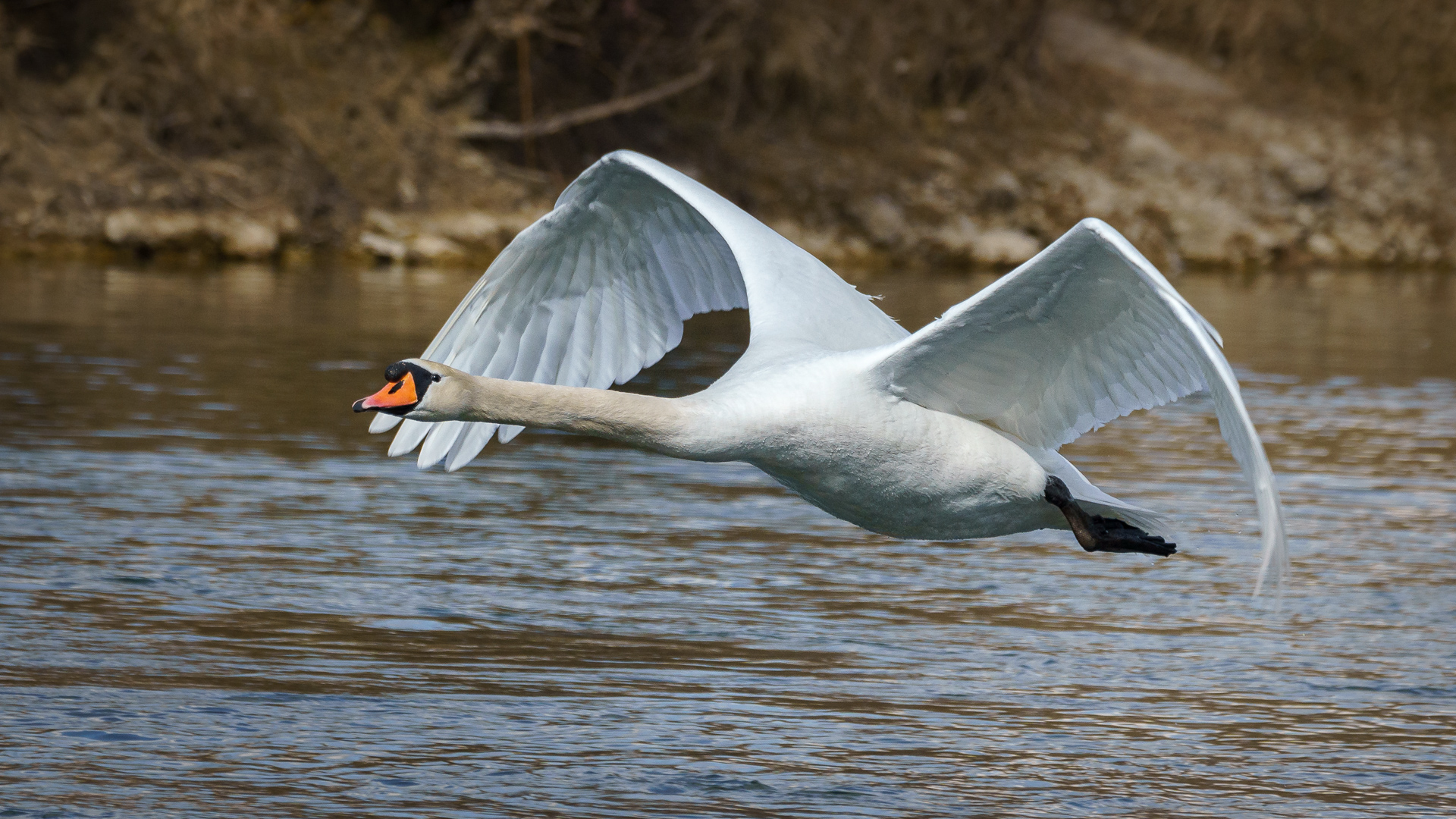 Schwan im Flug