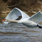 Schwan im Flug