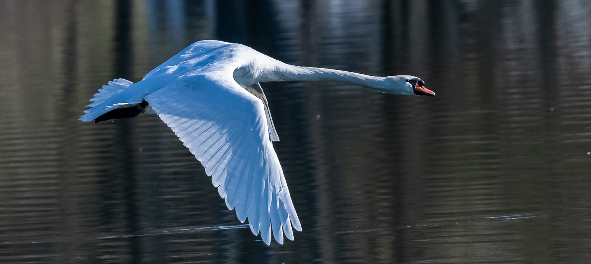 Schwan im Flug