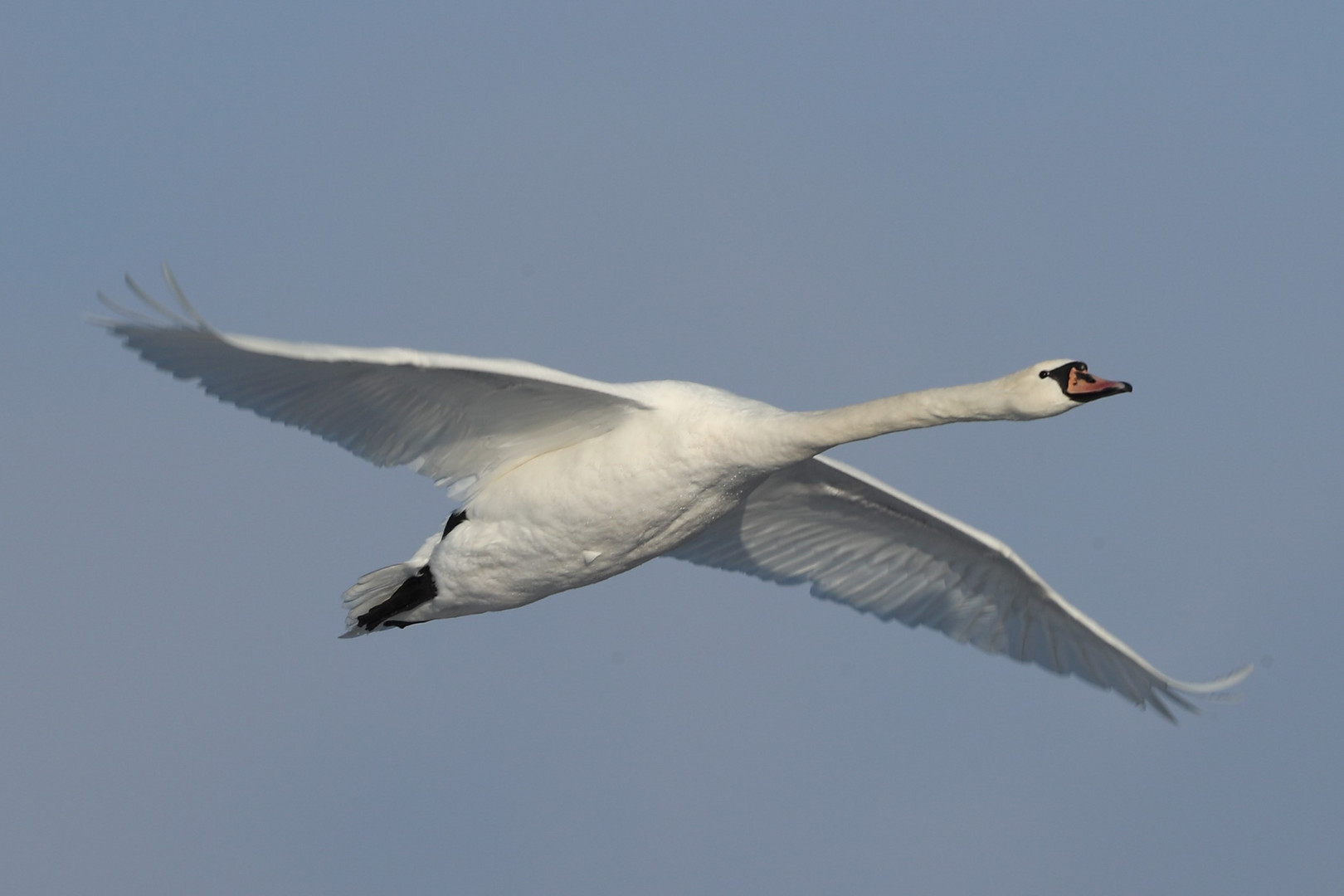 Schwan im Flug