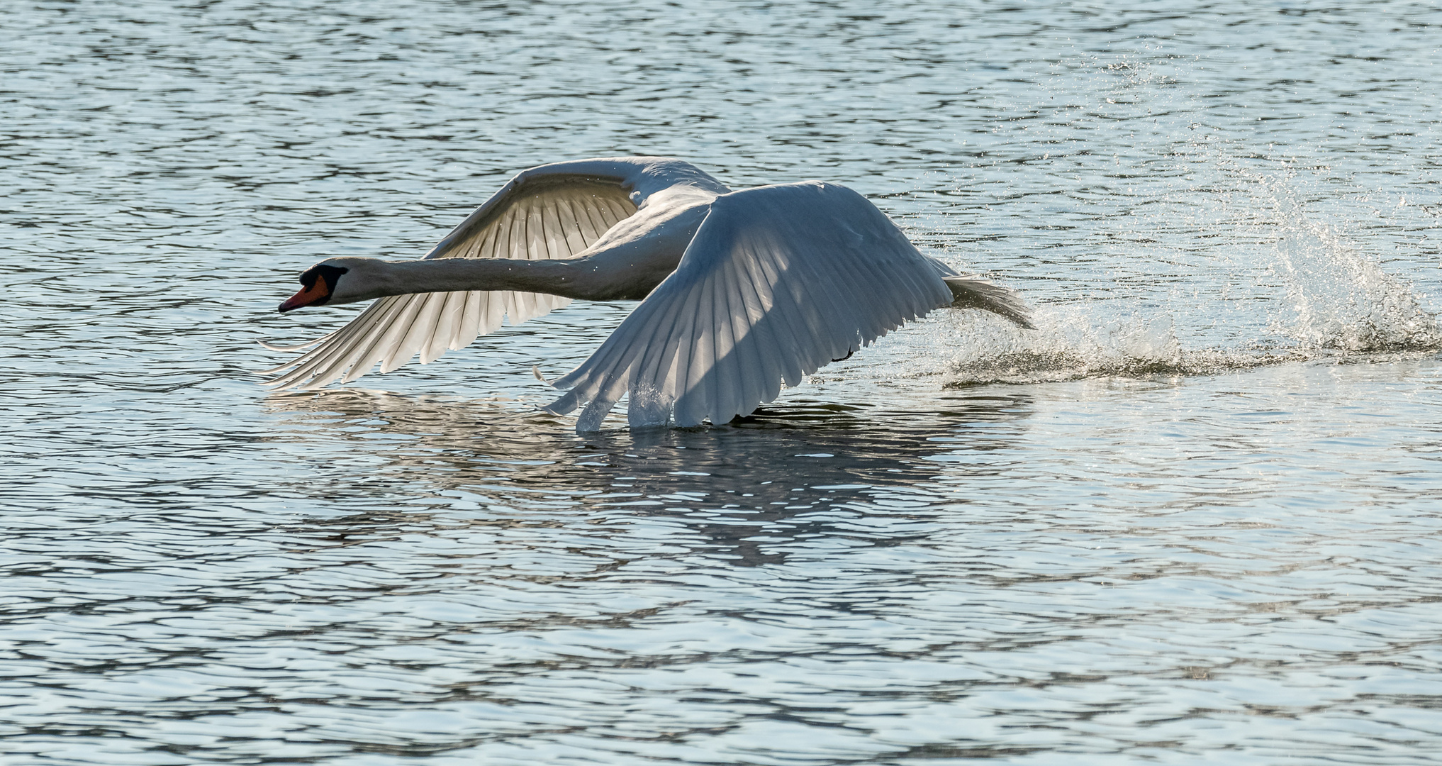 Schwan im Flug ...