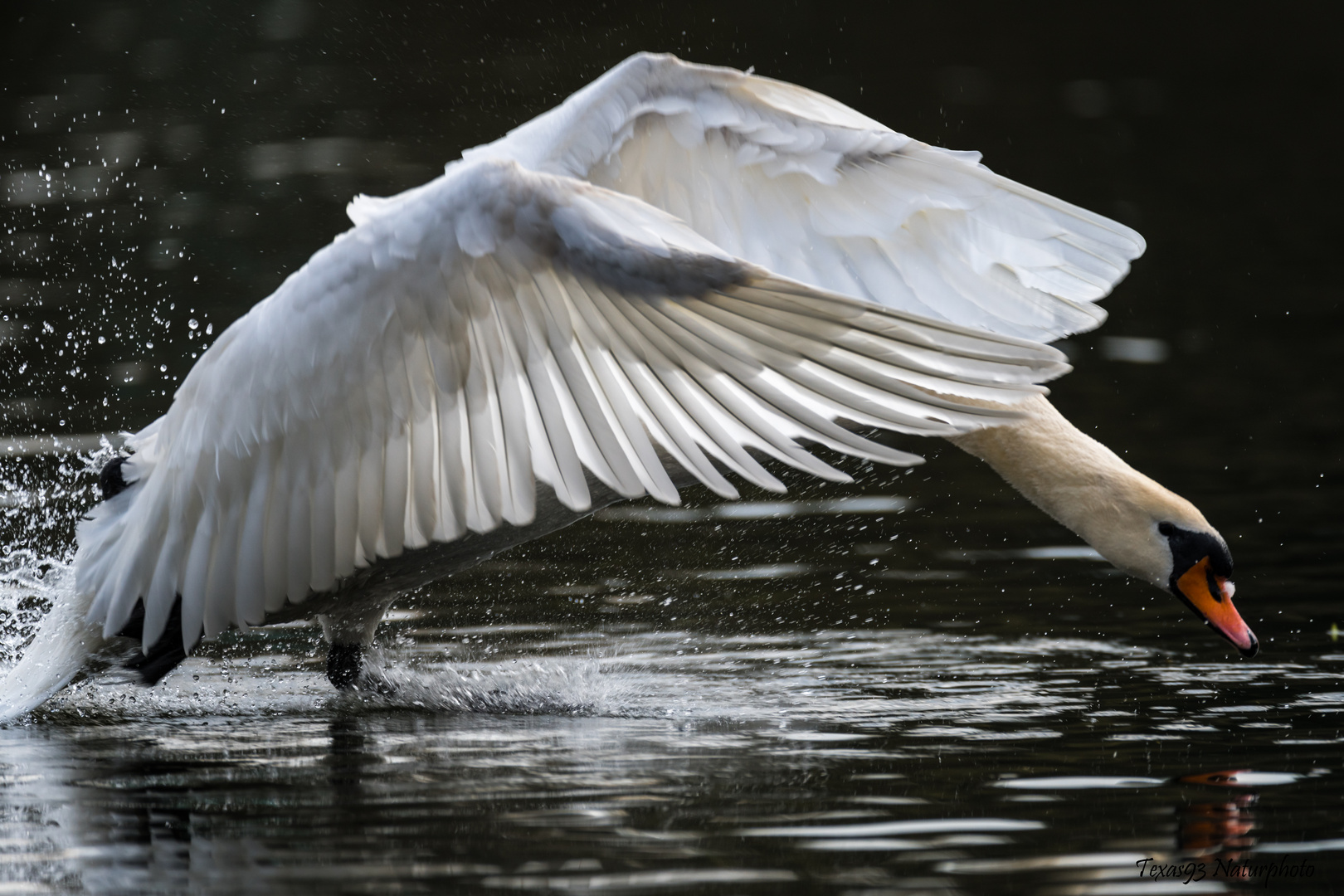 Schwan im Flug