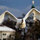 Schwan im Flug