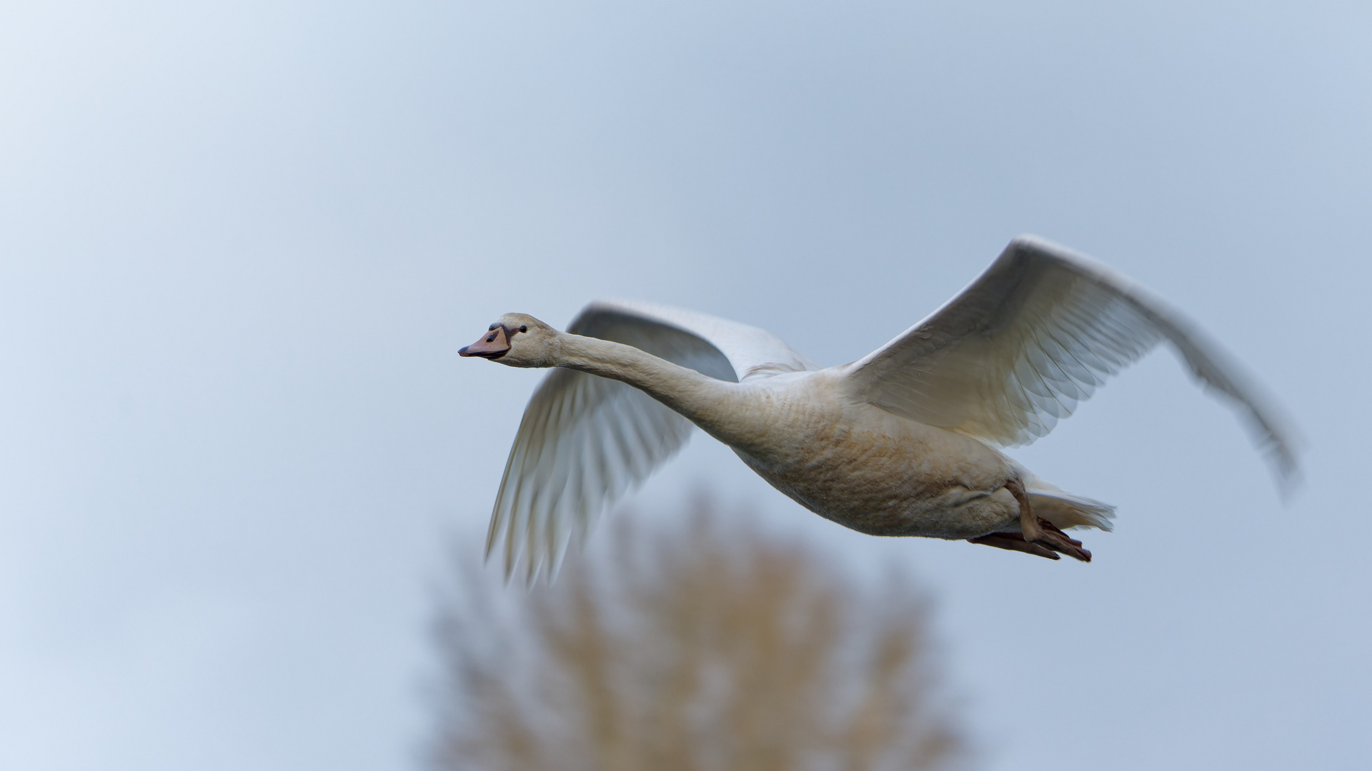 Schwan im Flug