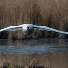 Schwan im Flug, direkt von vorn ...