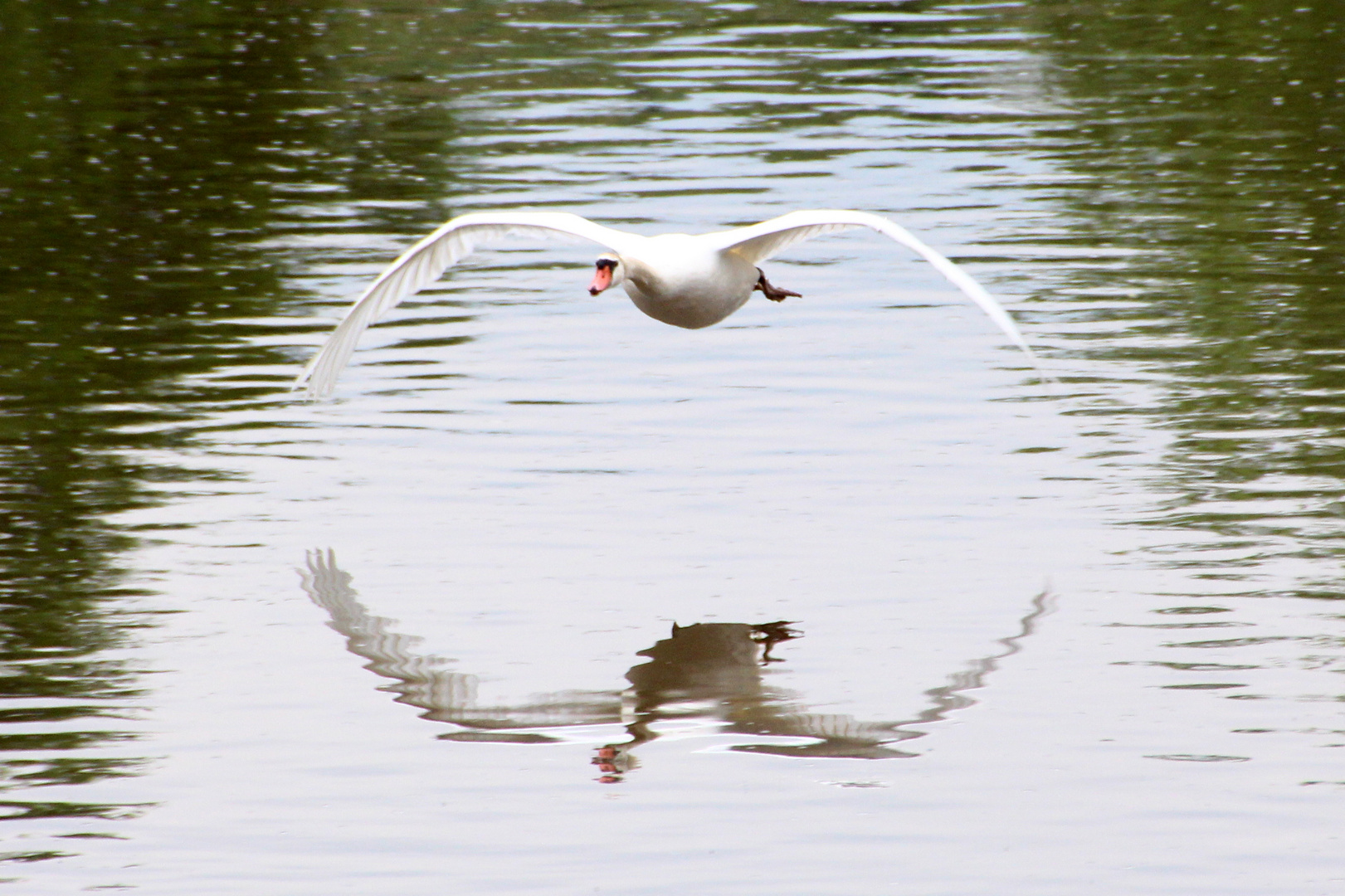 Schwan im Flug