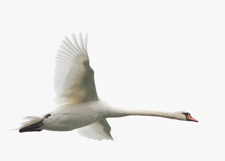 Schwan im Flug