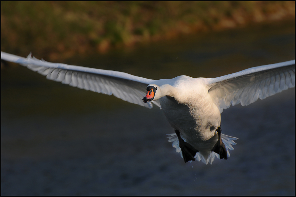 Schwan im frühen Morgenlicht