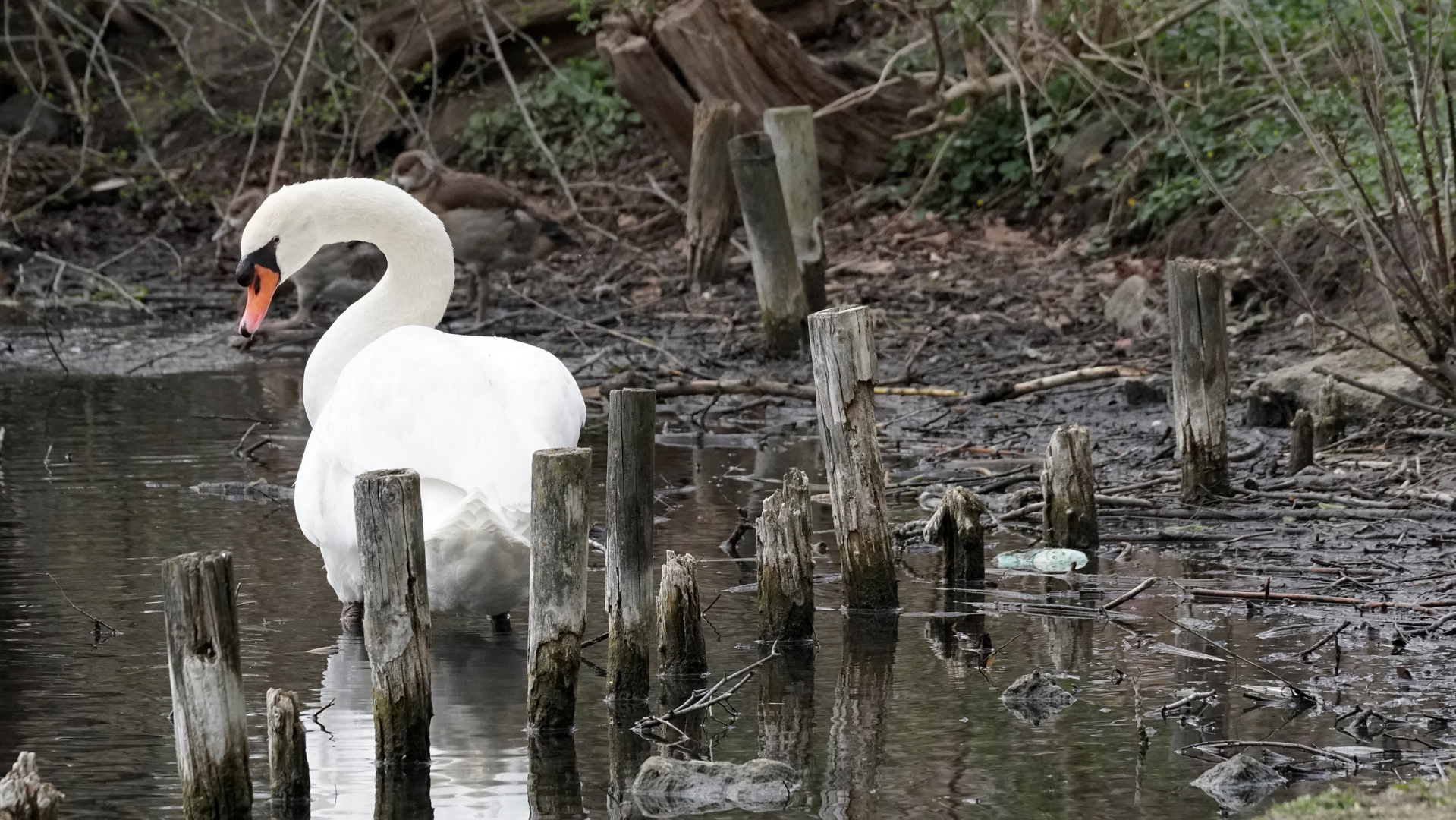 Schwan im Frühjahr