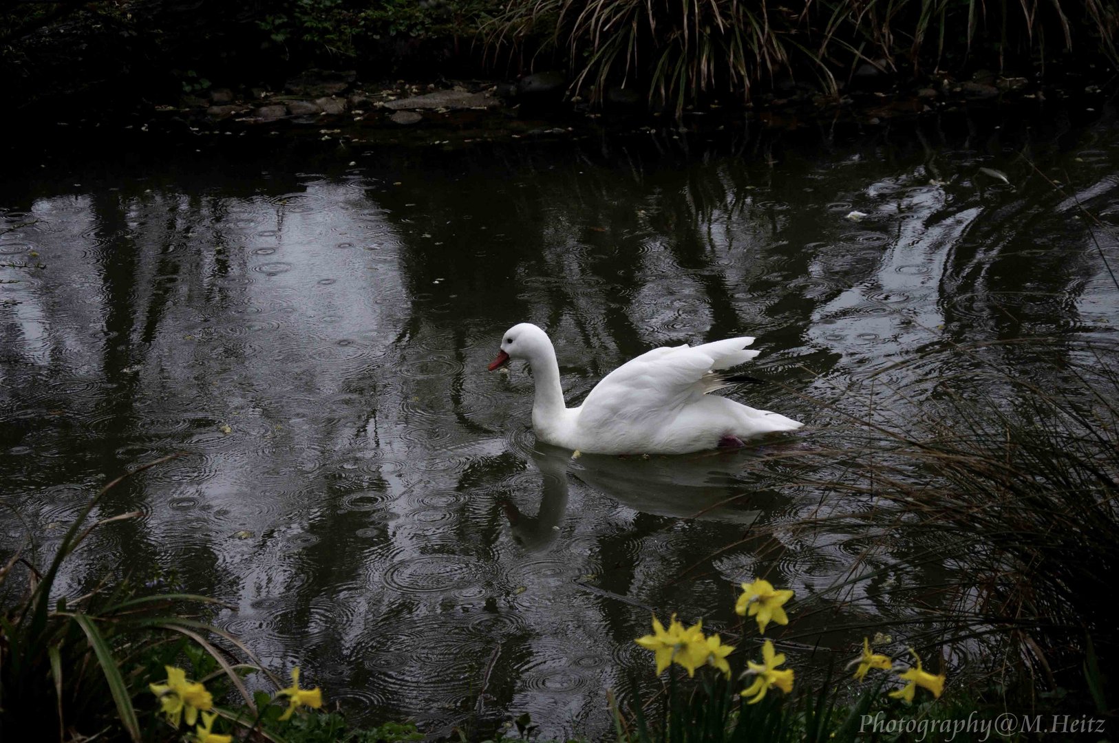 Schwan im Frühling 2