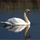 Schwan im Frühling