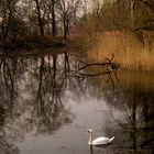 Schwan im Frühling.